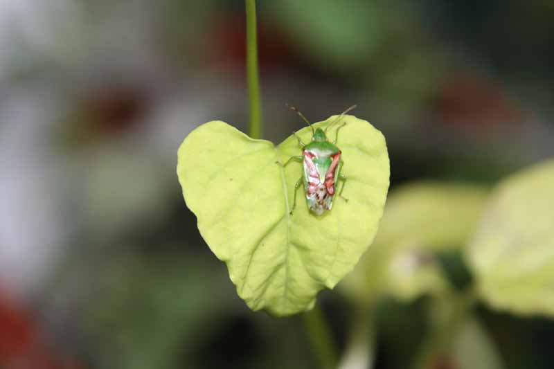 JuniperShieldbug.jpg