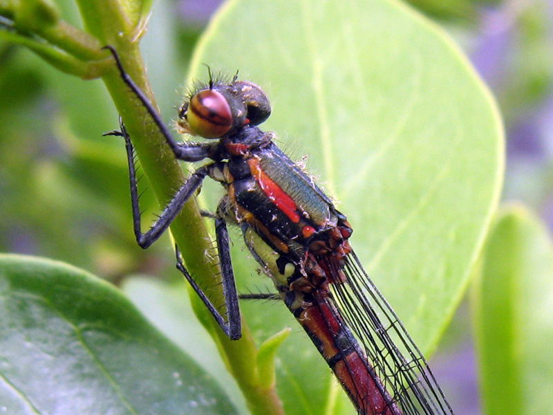 Large Red Damsefly Closeup.jpg