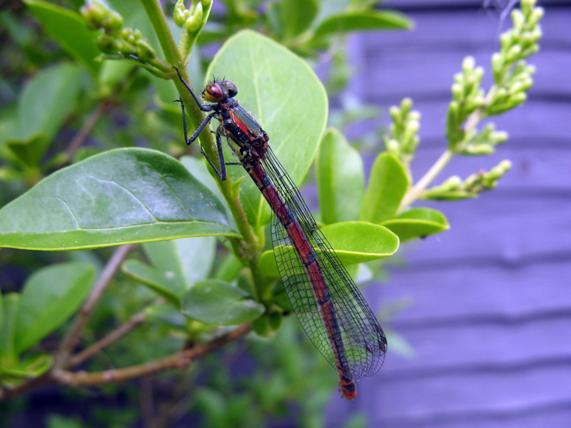 Large Red Damsefly by Linda Beckett.jpg