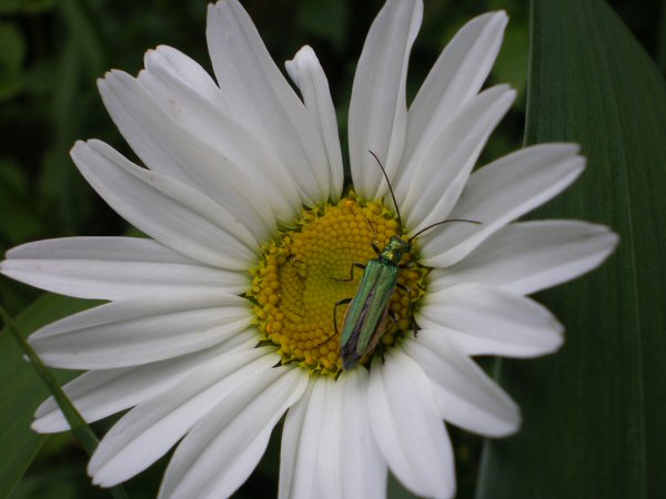 Longhorn Beetle Oedemera nobilis Female.jpg