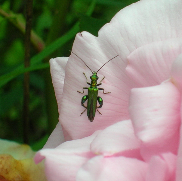 Oedemera nobilis.jpg