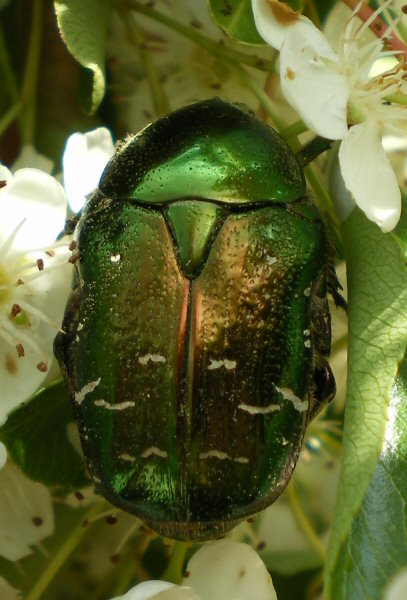 Rose Chafer on Pyracantha blossom.jpg