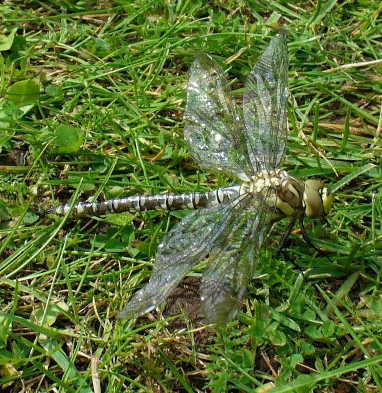 Common Blue Damselfly