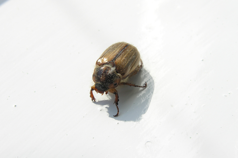 Summer Chafer.jpg