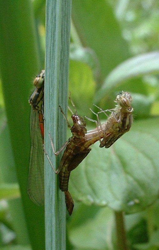 hatching damselflies.jpg