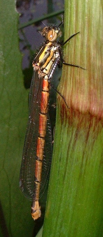 large red damsel.jpg