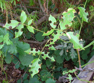 Rose Leaves