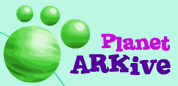 Planet Arkive