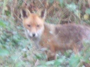 fox feeding