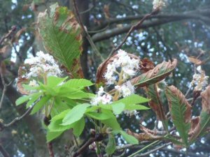 chestnut blossom