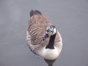 Canada goose