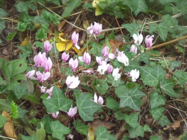 cyclamen