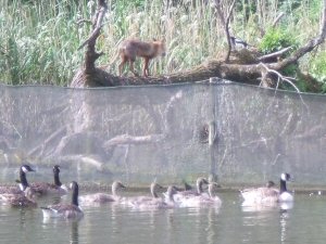 fox & geese