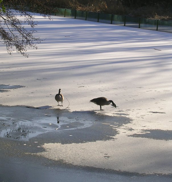 maiden erlegh lake