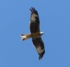 red kite