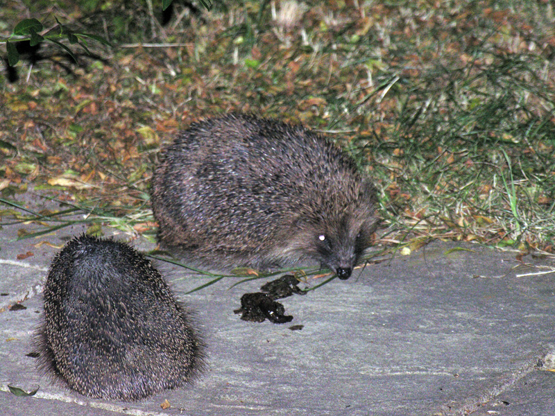 hedgehogs