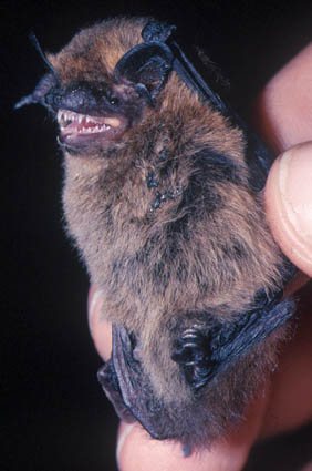 Common Pipistrelle