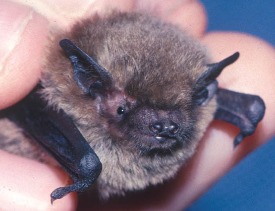 Soprano Pipistrelle