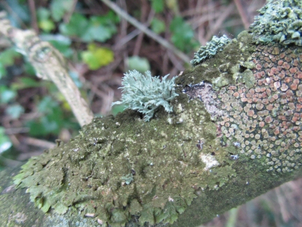 lichen