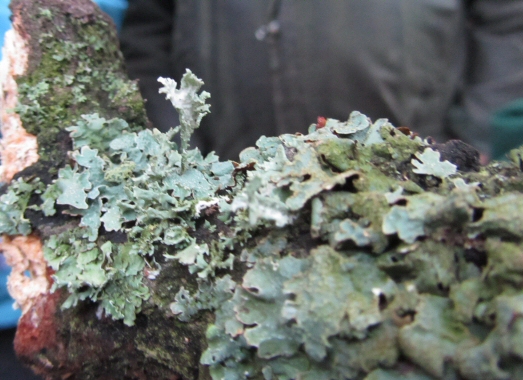 lichen