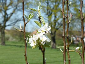 Apple blossom