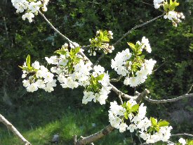 Cheery blossom