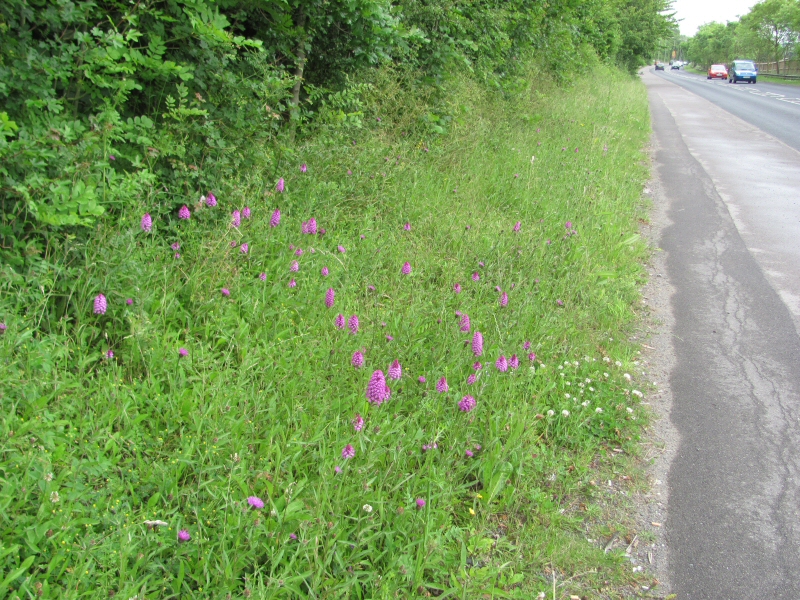 Roadside orchids