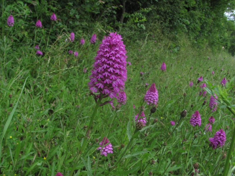 Roadside orchids