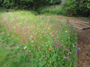 butterfly garden