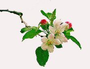 apple blossom