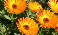 Marigolds