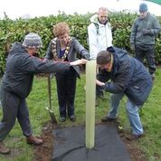 Mayor plants first tree