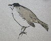 Blackcap