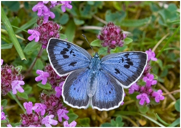 Large Blue butterfly