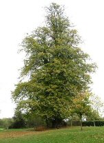 lime tree