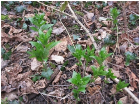 dog's mercury