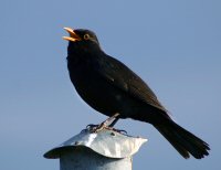 Blackbird