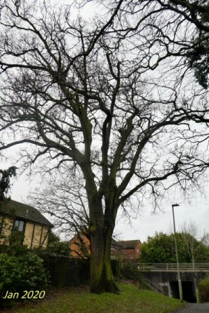 measham oak