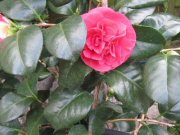 camellia