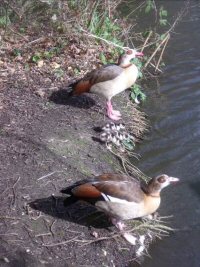 egyptian geese