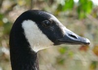 Canada goose