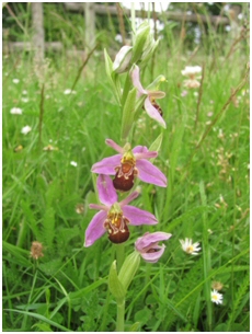 bee orchid