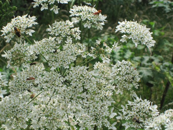 hogweed