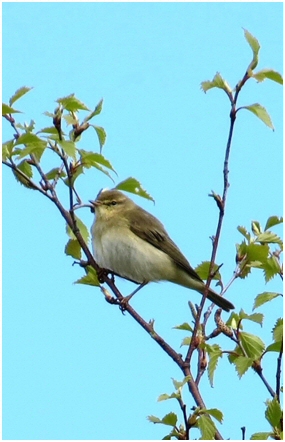 willow warbler