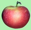 apple apple