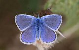 Common Blue