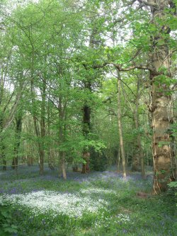 Redhatch Copse