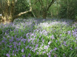 Redhatch Copse