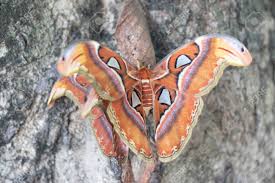 atlas moth