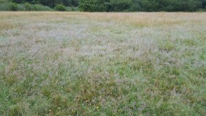 University meadow